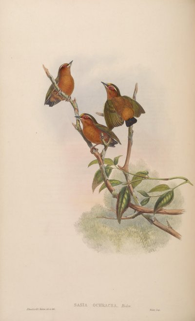 Sasia Ochracea by John Gould